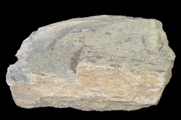 Rough, Agatized Dinosaur Bone - Colorado #142522